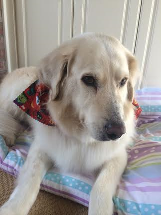 Cream golden retriever in a bandana relaxing on a dog bed