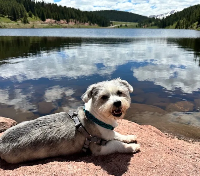 Grey and white terrier resting on a rock at a Colorado mountain lake