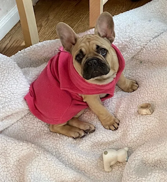 French bulldog in a pink fleece sweater on a sherpa blanket with wooden toys