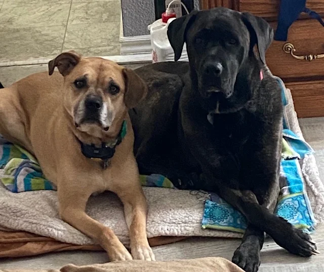 Two large boarding guests resting side by side on blankets indoors