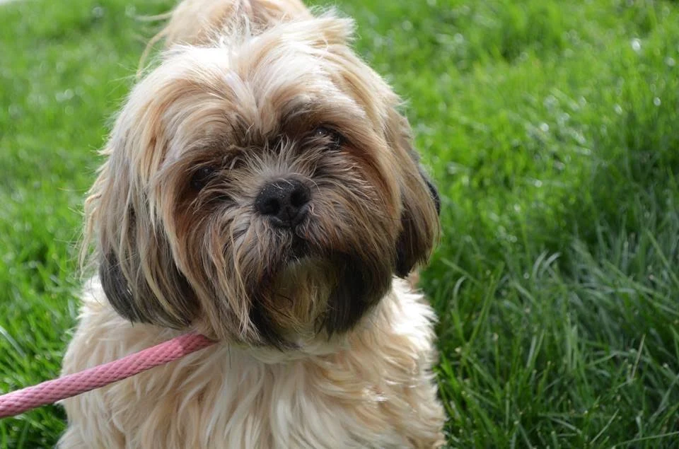 Shih tzu on a pink leash standing in bright green grass