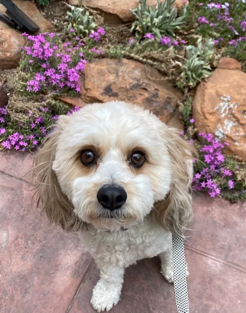 Cavachon sitting on a stone patio beside blooming purple creeping phlox