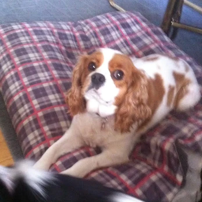 Cavalier King Charles spaniel curled up on a plaid dog bed