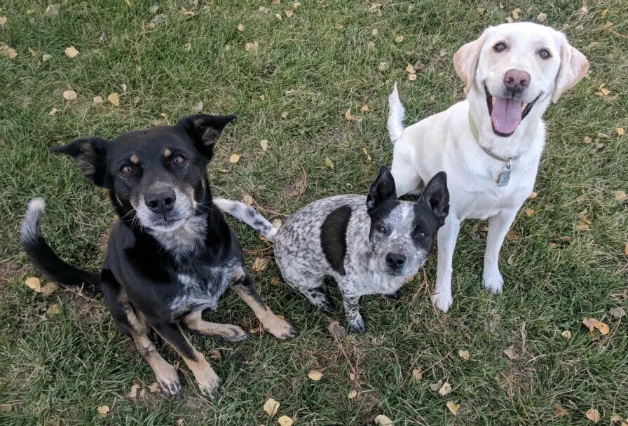 Three boarding guests — two heelers and a yellow lab — posing together in the grass