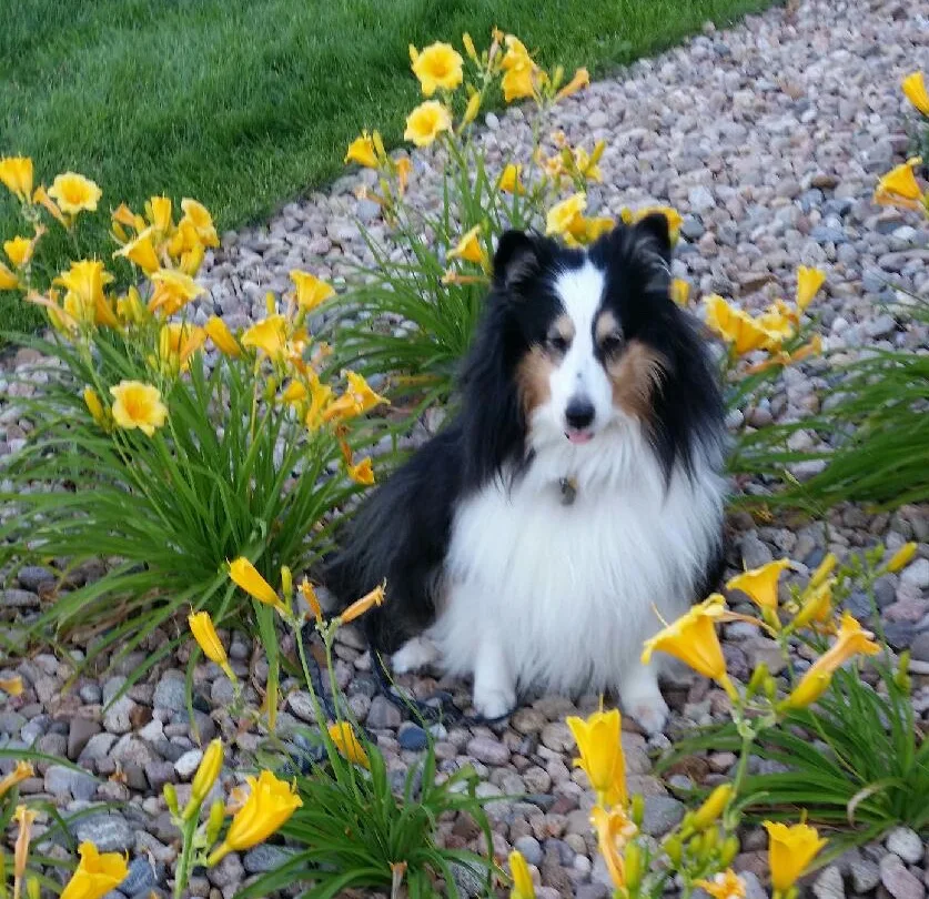 Tri-color Shetland sheepdog surrounded by yellow daylilies