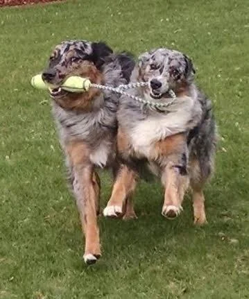 Two Australian shepherds sharing a tug toy across the lawn