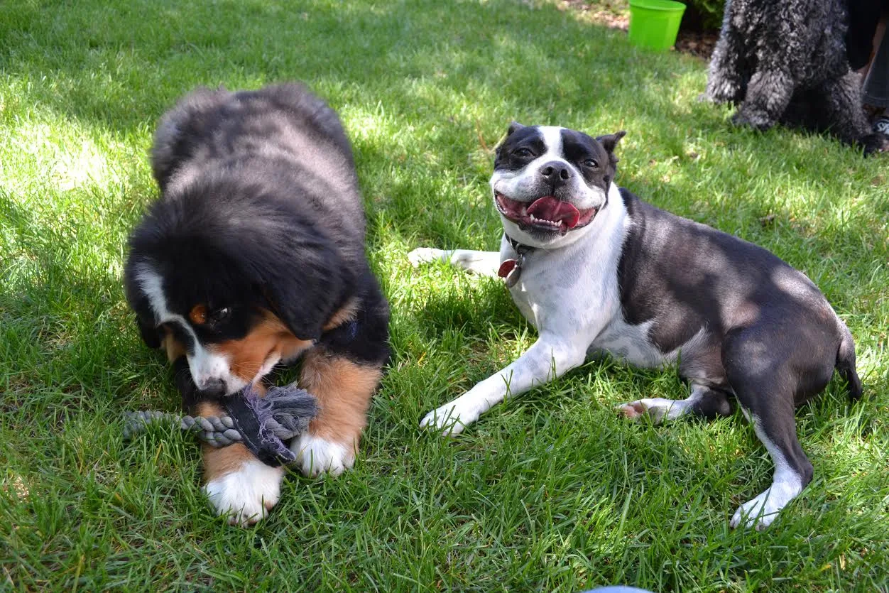 Bernese mountain dog puppy and Boston terrier playing with a rope toy in the grass