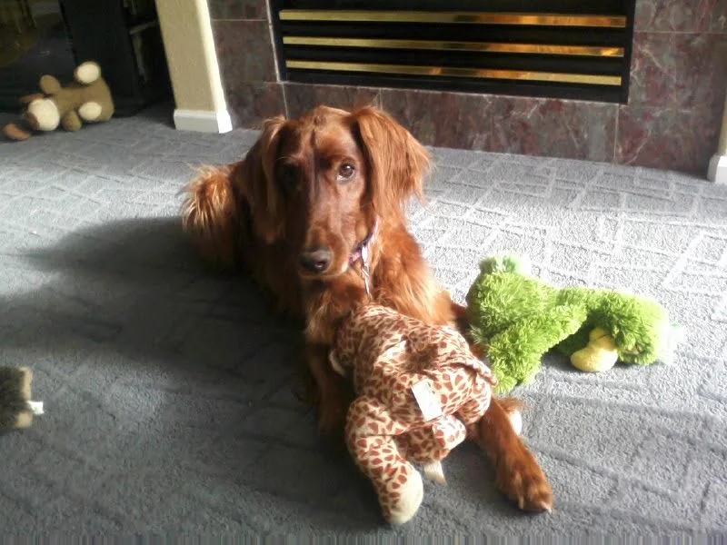 Irish setter lying by the fireplace with a pile of plush toys