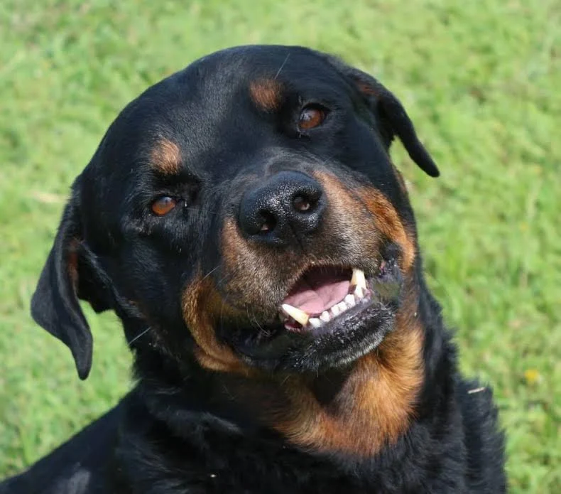 Rottweiler smiling in the sunny backyard grass