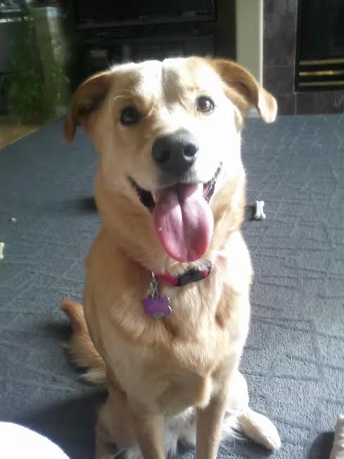 Happy yellow lab mix sitting on the living room rug, tongue out